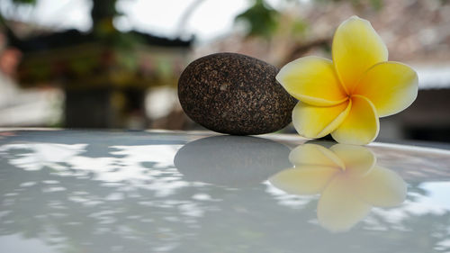 Close-up of white and yellow flowers on table