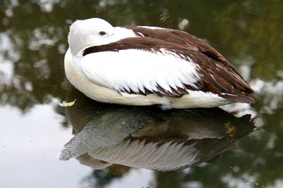 Close-up of bird perching on a lake