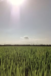 Scenic view of wheat field against sky