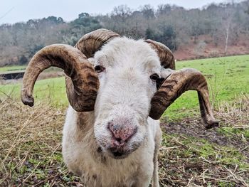 Close-up portrait of a ram in a field