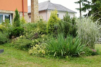 View of plants and trees