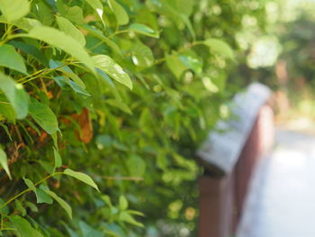 Close-up of fresh green leaves