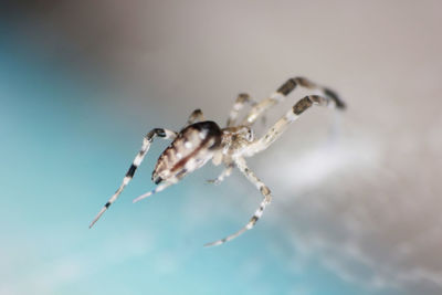 Close-up of spider