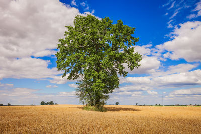 Tree on field against sky