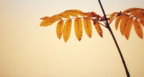 Close-up of plant against white background
