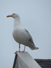 Low angle view of seagull perching on wood against sky