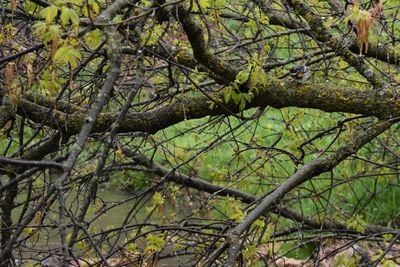 Full frame shot of trees in forest