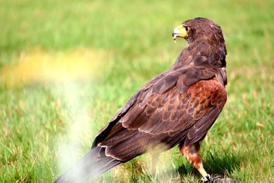 Bird perching on a field