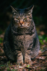 Close-up of cat