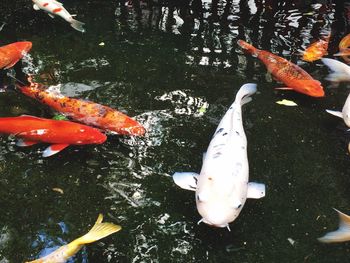 High angle view of koi carps swimming in pond