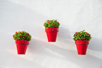 Close-up of potted plant on table