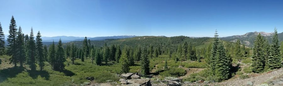 Panoramic view of pine trees in forest against clear blue sky