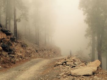 Road amidst trees in forest during winter