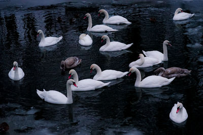 Birds floating on water