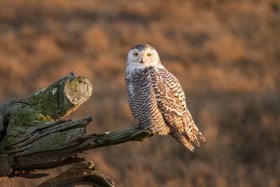 Close-up of a snowy owl perching on a tree