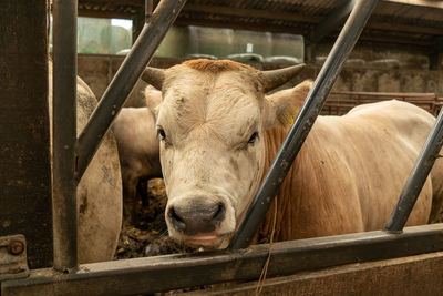 Portrait of a cow in stable