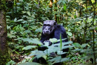 Chimpanzee sitting amidst trees at kibale national park