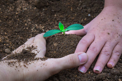 Cropped hands planting sapling