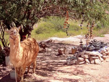 View of sheep on field