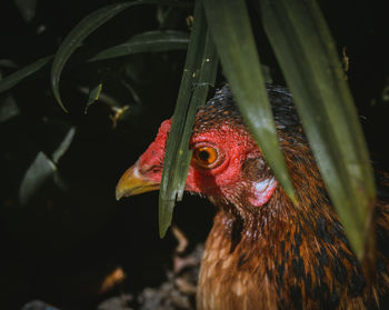 Close-up of a bird