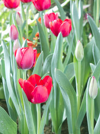 Close-up of red tulips