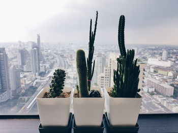 Potted plants and cityscape against sky