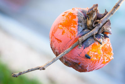 Close-up of orange fruit on tree