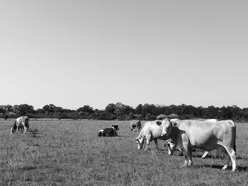 Cows on field against clear sky