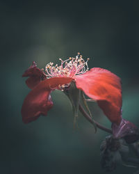 Close-up of red rose flower