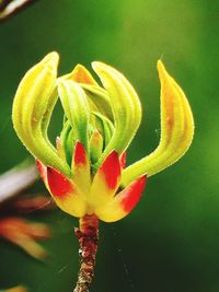 Close-up of red flower