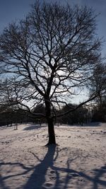 Bare tree on snow covered landscape