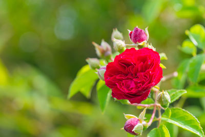 Close-up of red rose