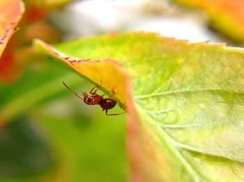 Close-up of insect on leaf