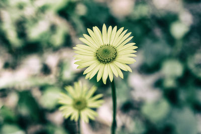 Close-up of yellow flowering plant