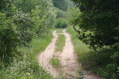 Road amidst trees and plants