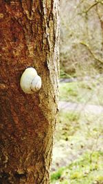 Close-up of ball on tree