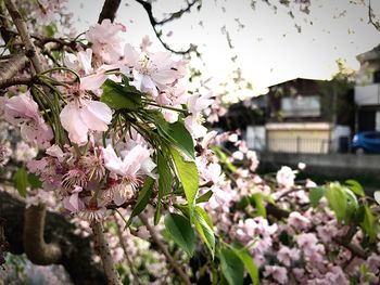 Close-up of white flowers blooming on branch