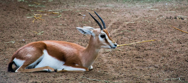 View of deer on field
