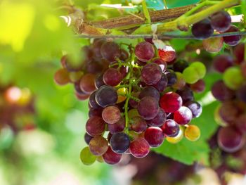 Close-up of grapes growing in vineyard