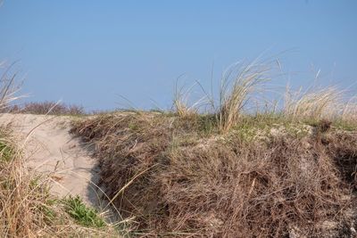 Dry grass on field against clear blue sky