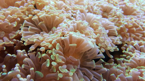 Close-up of coral