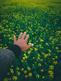 Cropped hand reaching yellow flowering plants