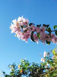 Low angle view of cherry blossoms against blue sky