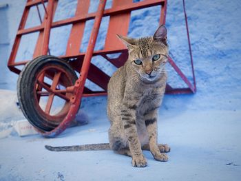 Portrait of cat sitting outdoors