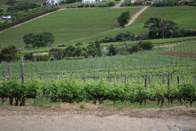 Scenic view of vineyard