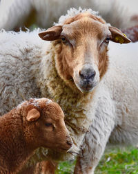 Close-up portrait of sheep on field