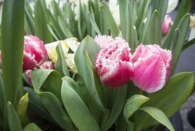 Close-up of pink flowering plant