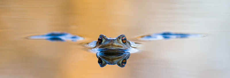 Close-up of insect in blue water