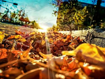 Close-up of leaves on plant
