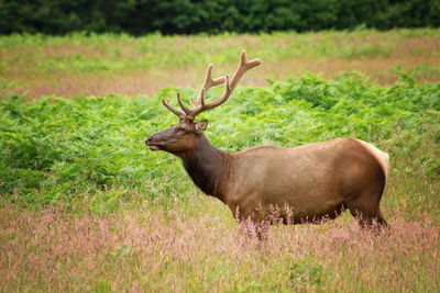 Deer in a field